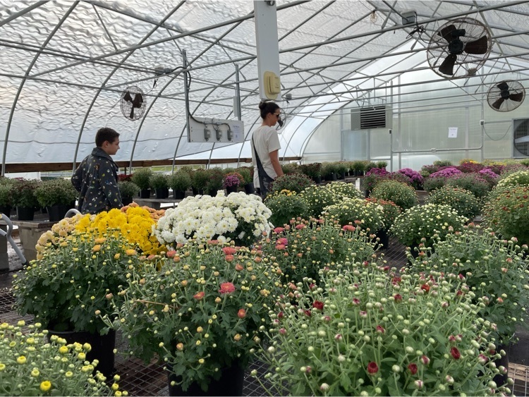 mum sale