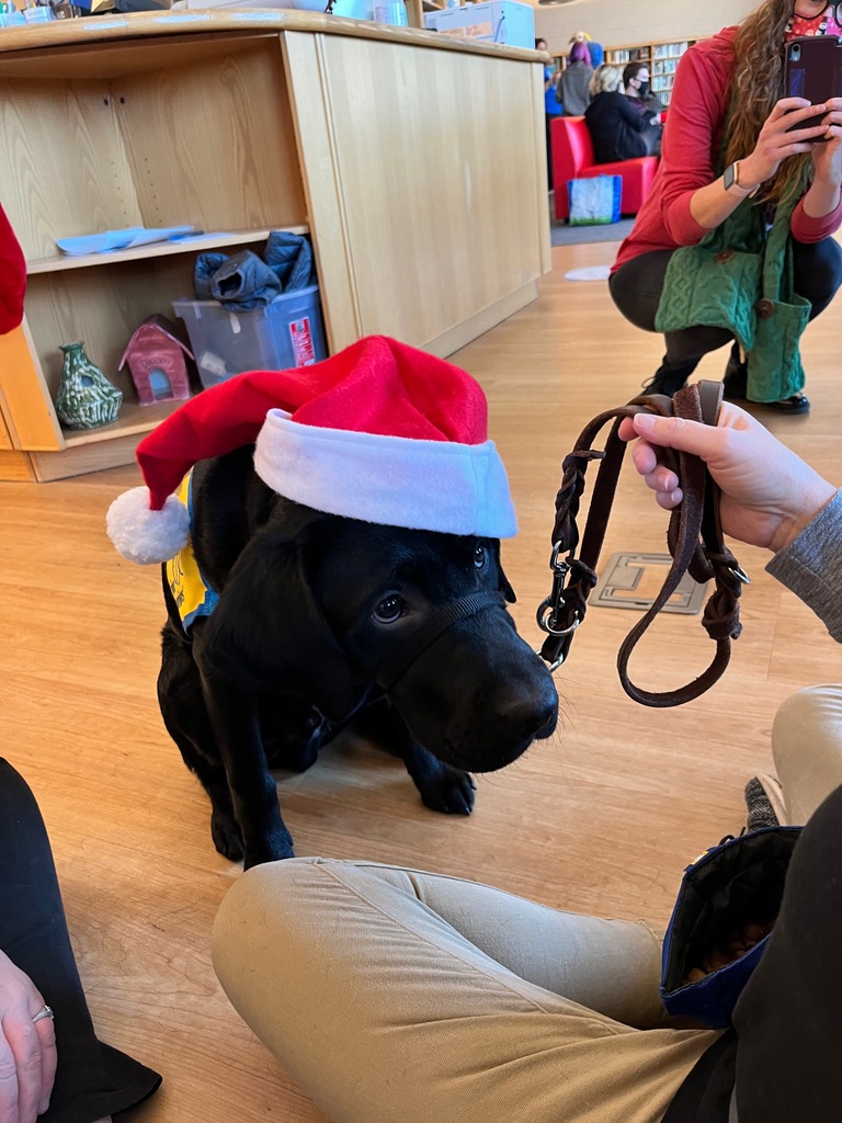 Dog with Santa hat on